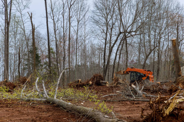 Best Storm Damage Tree Cleanup  in Mdleton, ID