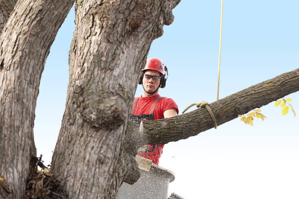 How Our Tree Care Process Works  in  Middleton, ID